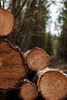 hout